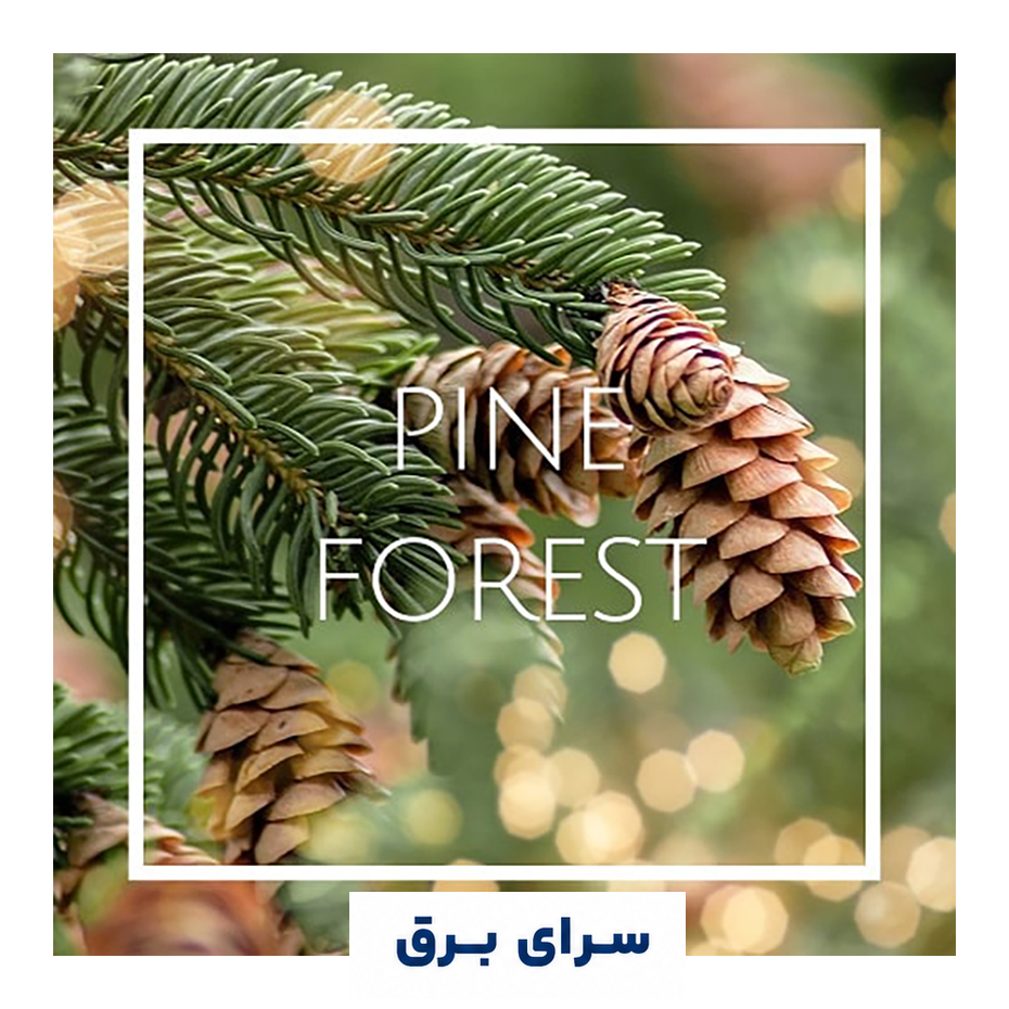 خرید اسانس خوشبو کننده هوا کاج جنگلی (Pine Forest)