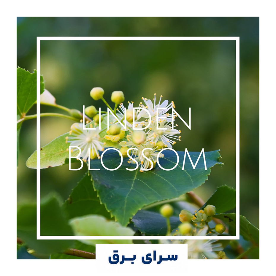 خرید اسانس خوشبو کننده هوا گل بید مشک (Linden Blossom)